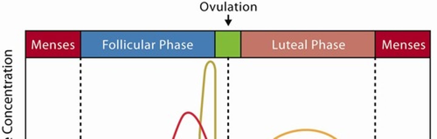 <p>Includes proliferative and secretory phases.</p>