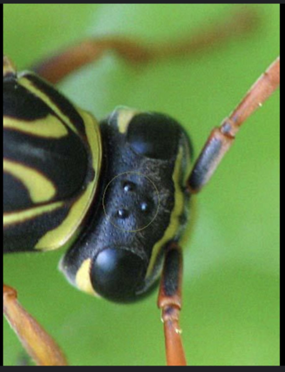 <p>Simple eyes that detect light intensity and aid in maintaining equilibrium; not image-forming.</p>