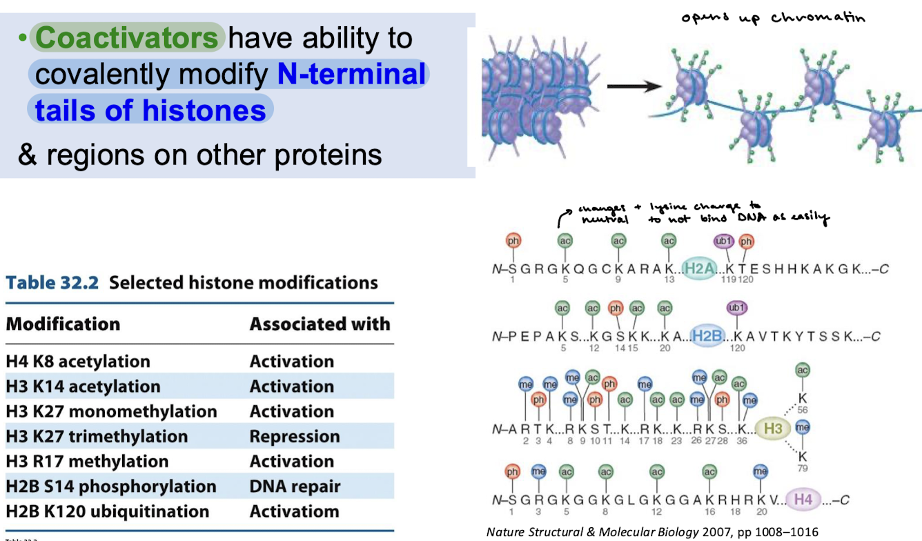 <p>Coactivators have the ability to covalently modify N-terminal tails of histones and other regions on other proteins.</p>