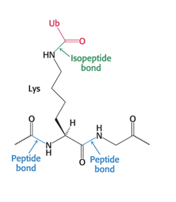 <p>is tightly regulated</p><ul><li><p>ubiquitin = a small (76 aa) that tags proteins for <strong>destruction</strong></p><ul><li><p>present in <u>all eukaryotic cells</u></p></li><li><p><strong>highly </strong>conserved</p></li></ul></li><li><p>ubiquitin attaches by the <u>carboxyl-terminal Gly residue </u>to the <span><u>ε-amino groups of +1 lys residues</u> on target protein</span></p><ul><li><p>requires <strong>ATP hydrolysis</strong></p></li><li><p>forms an isopeptide bond because <u>ε </u><span><u>rather than α-amino groups </u>are targeted&nbsp;</span></p></li></ul></li></ul><p></p>