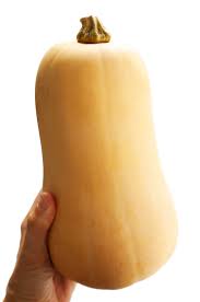 <p>butternut squash</p>