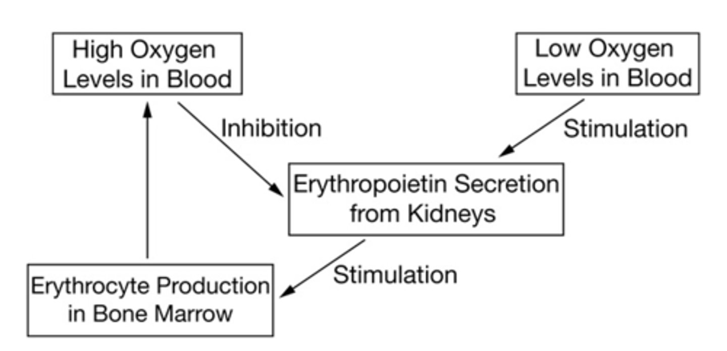 <p><strong>B. </strong>More erythropoietin will be secreted from the kidneys, increasing production of erythrocytes.</p>