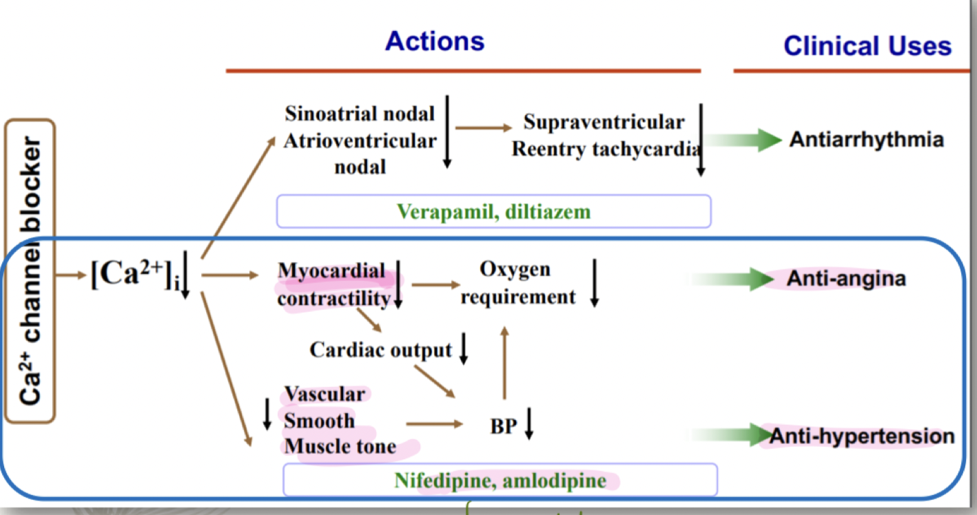 <ul><li><p>targets at: the calcium channel, prevents binding of calcium to calmodulin</p></li><li><p>prevents less calcium influx &gt; prevention of calcium + calmodulin complex &gt; inactivates MLCK &gt; decrease contraction of smooth muscles &gt; decrease BP &gt; ANTI-HYPERTENSION </p></li><li><p>less calcium influx &gt; decrease in myocardial contractility &gt; decrease in cardiac output and oxygen requirement &gt; ANTI-ANGINA </p></li><li><p></p></li><li><p><em>in the myocardial cell calcium is stored in the sarcoplasmic reticulum which plays a role in the actin myosin complex?</em></p></li></ul>