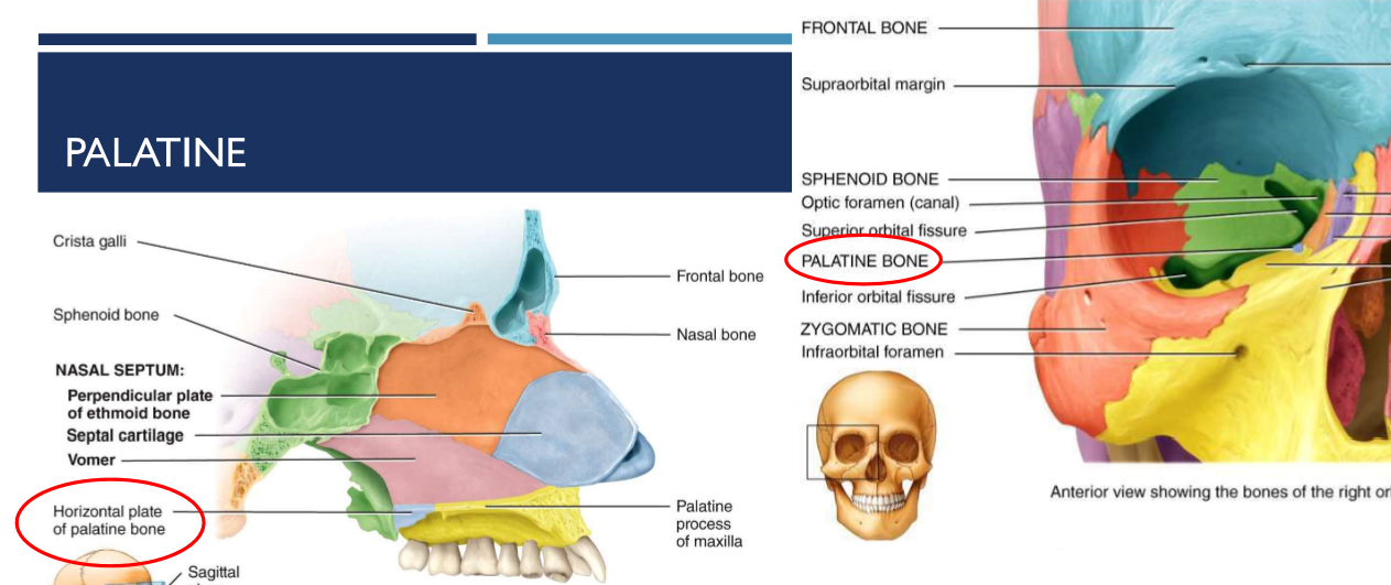 <ul><li><p>2 L-shaped bones</p></li><li><p>horizontal plate forms posterior part of hard palate</p></li><li><p>also form part of floor and lateral wall of nasal cavity and a small part of the orbit</p></li></ul>