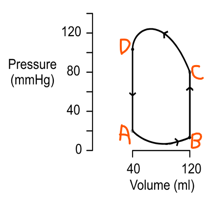 <p>What happens at point A of the cardiac pressure-volume loop?</p>