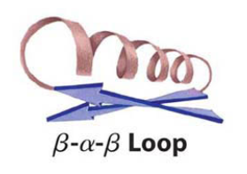 <p>protein that is a beta conformation connected to an alpha helix connected to a beta conformation, all connected by loops</p>