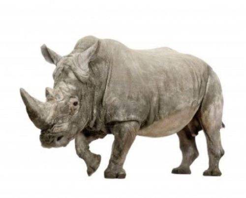<p>a rhino</p>