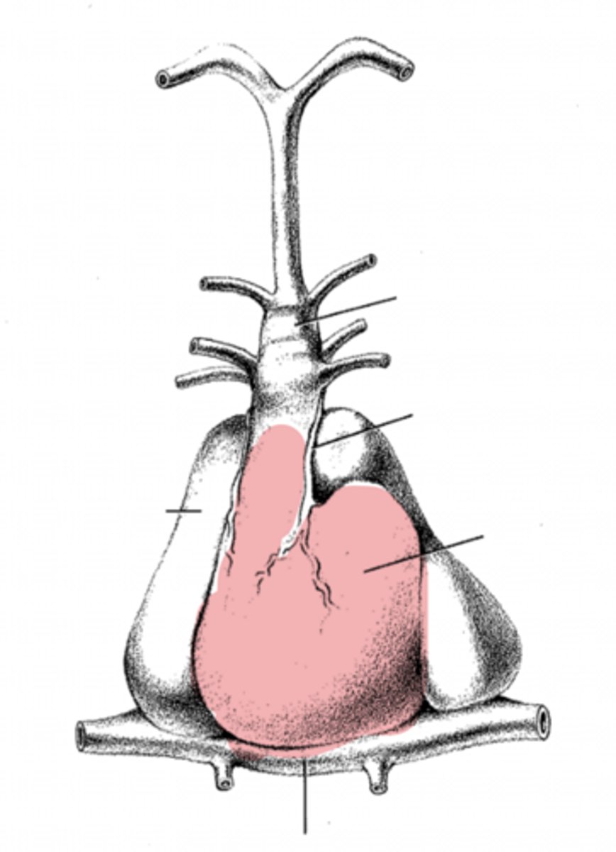 <p>what is this?</p>