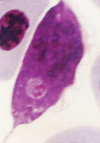 <p>When talking about hemoparasites, what is this?</p>