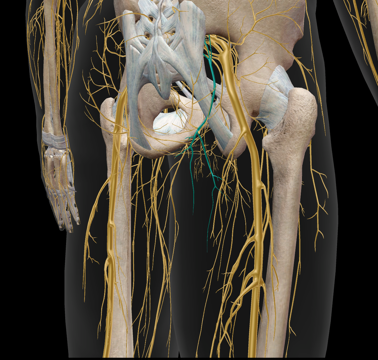 <p>sensitif fesse et jambe postérieure</p>