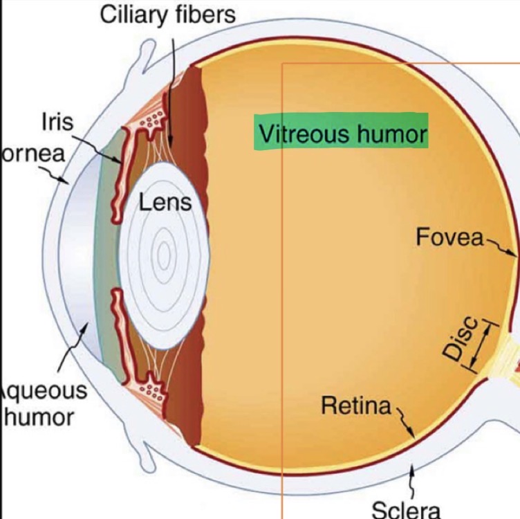 <p><u>Posterior Chamber</u></p><p>Vitreous humour </p>