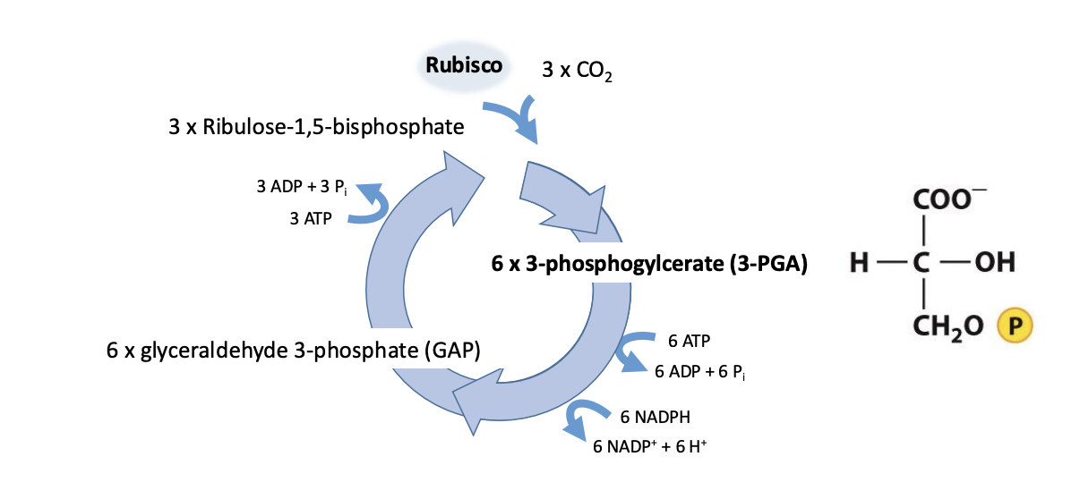 <ol><li><p>Rubisco <strong>fix</strong> CO2 to Ribuloe Biphosphate</p></li><li><p>Makes 9-carbon intermediate</p></li><li><p>Cleaved into two 3 carbon molecules (phospholyceric acid) PGA</p><ul><li><p><strong><em>This is the 3 carbon major product (C3)</em></strong></p></li></ul></li><li><p><strong>Reduced </strong>to glyceraldehyde 3-phosphate (G3P)</p><ul><li><p>useing ATP and NADPH</p></li></ul></li><li><p>Regenerated into RuBP with ATP</p></li></ol><p></p>