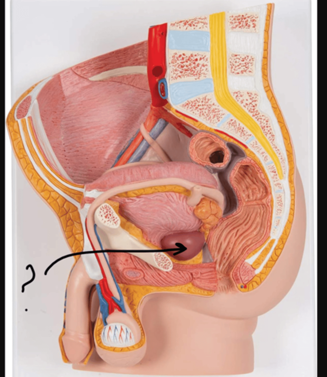 <p>name this gland</p>