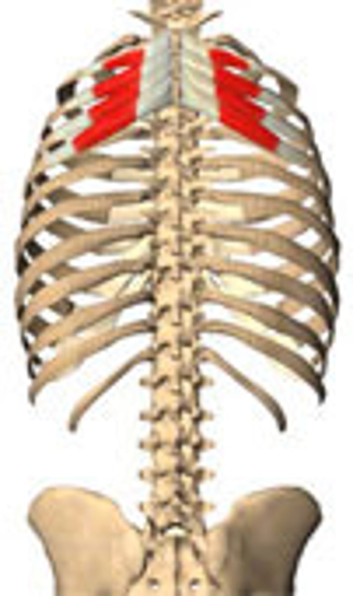 <p>Serratus Posterior Superior</p>