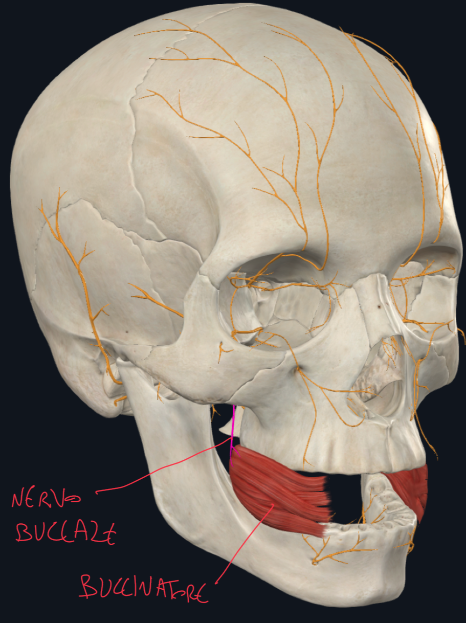 <p>Il muscolo buccinatore:</p><ul><li><p>Non è un muscolo masticatore (che sono quelli che muovono la mandibola), ma assiste la masticazione mantenendo il bolo in sede.</p></li><li><p>E’ quindi un muscolo mimico facciale, innervato dai rami buccali del Nervo Facciale</p></li><li><p>Si trova nello spessore della guancia.</p></li></ul><p></p>