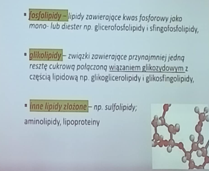 <ul><li><p>fosfolipidy (lipidy zawierające kwas fosforowy jako mono lub diester np. glicerofosfolipidy i sfingofosfolipidy)</p></li><li><p>glikolipidy- związki zawierające przynajmniej jedną resztę cukrową połączoną wiązaniem glikozydowym z częścią lipidową np. glikoglicerolipidy i glikosingolipidy</p></li><li><p>inne lipidy złożone- np. sulfolipidy; aminolipidy i lipoproteiny</p></li></ul><p></p>