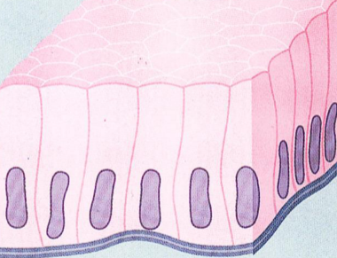 <p>What is this epithelial tissue </p>