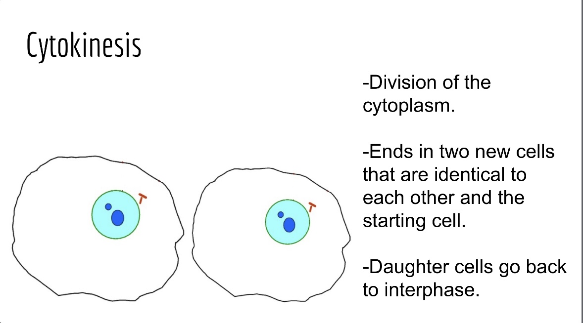 <p>The division of the cell's cytoplasm, resulting in two identical daughter cells. (Last step)</p>