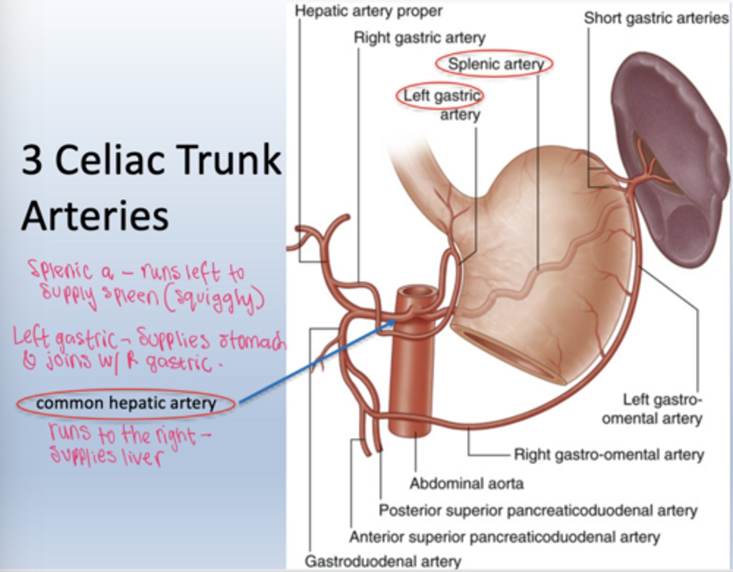 <p>Left gastric artery, splenic artery, and common hepatic artery.</p>