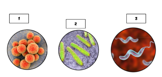 <p>Label the bacteria to its morphology</p>