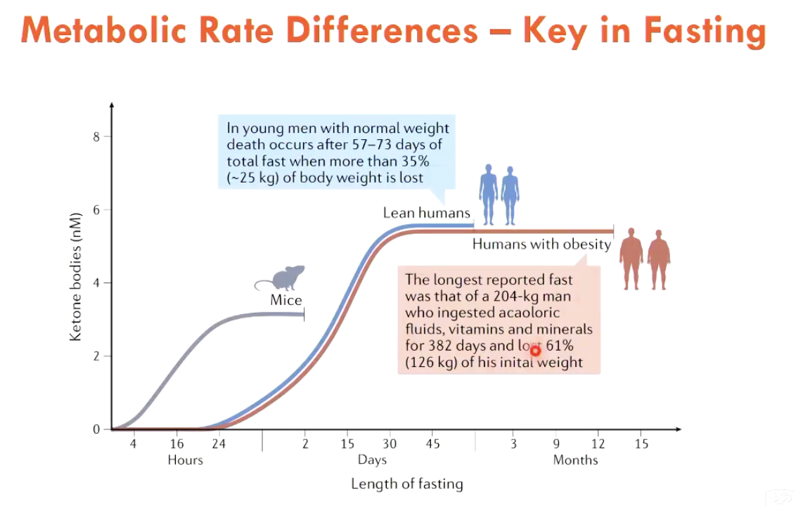 <p>Humans take ~24 hours to achieve fasting state</p><p>Animals have higher metabolic rates → achieve fasting state quicker (use up fuel stores quicker)</p><ul><li><p>do animals need to be studied on a different timeline?</p></li></ul><p></p>