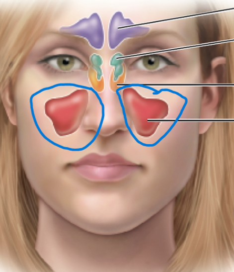 Maxillary Paranasal Sinus