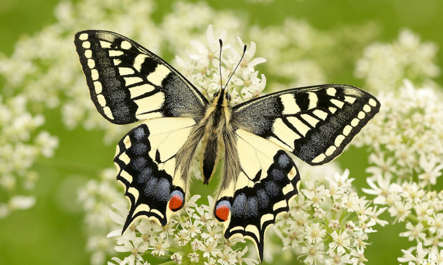 <p>papilionidae</p>
