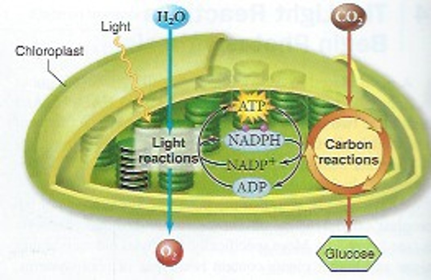 <p>carrier molecule produced in the light dependent reactions that transfers high-energy electrons and hydrogen to the Calvin Cycle</p>