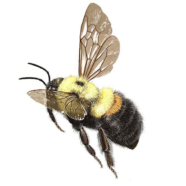 <p>Black vertex, darker wings, small black dot, short hair, brown belt</p>