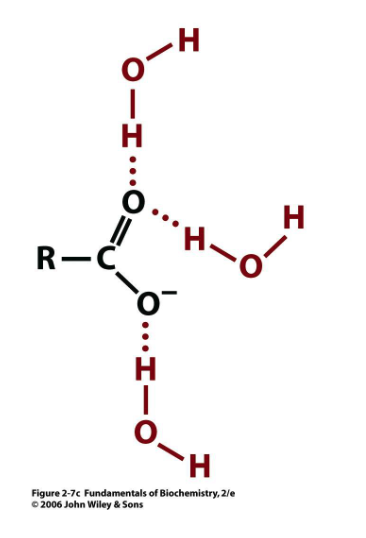 <p>water H-bonded to what?</p>