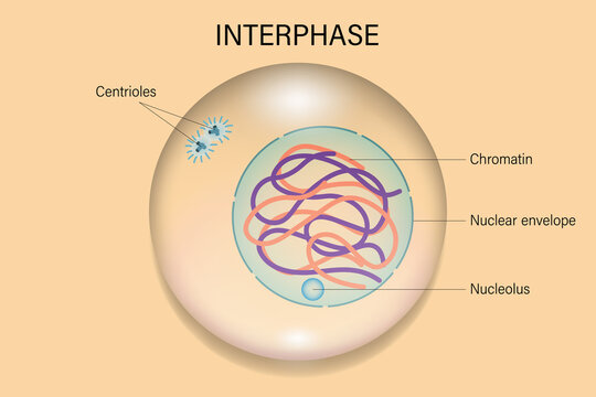 <p>distinct chromosomes are not visible</p>