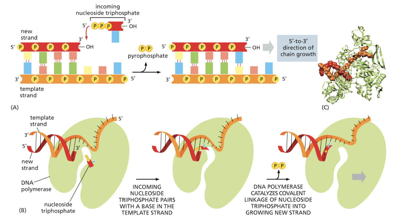 <ol><li><p><span style="background-color: transparent;"><span>Nucleotides come in. A guess and check mechanism is used to see if hydrogen bonds can be made with the parents strand of DNA.</span></span></p></li><li><p><span style="background-color: transparent;"><span>If it's a match, a condensation reaction occurs, and the nucleotides join together. But if not, the nucleotides flow right back out of the polymerase.</span></span></p></li></ol><ul><li><p>When nucleotides are added together, two phosphate groups of the new nucleotide are cleaved off. That nucleotide hydrolysis provides the energy needed to continue growing the chain of DNA</p></li></ul><p></p>