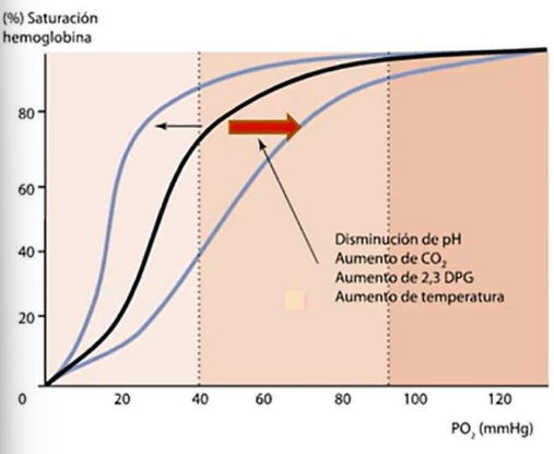 <ul><li><p>Aumento de la CO2</p></li><li><p>Aumento de 2,3 DPG</p></li><li><p>Aumento de la temperatura</p></li><li><p>Disminución de pH</p></li></ul><p></p><p>Disminuye la afinidad de la Hb por el O2</p>