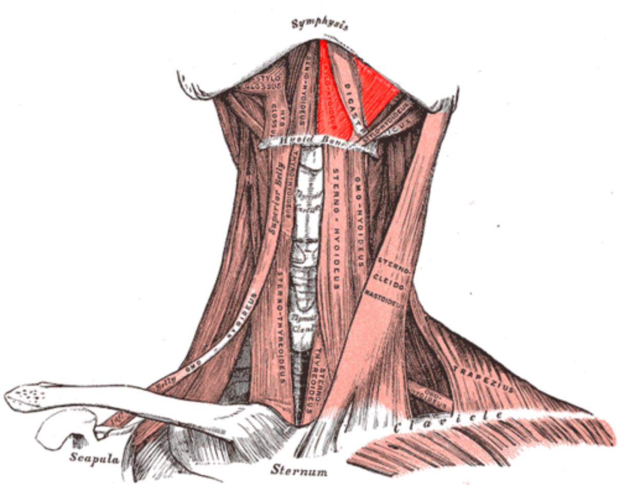 <p>what muscle is this?</p>