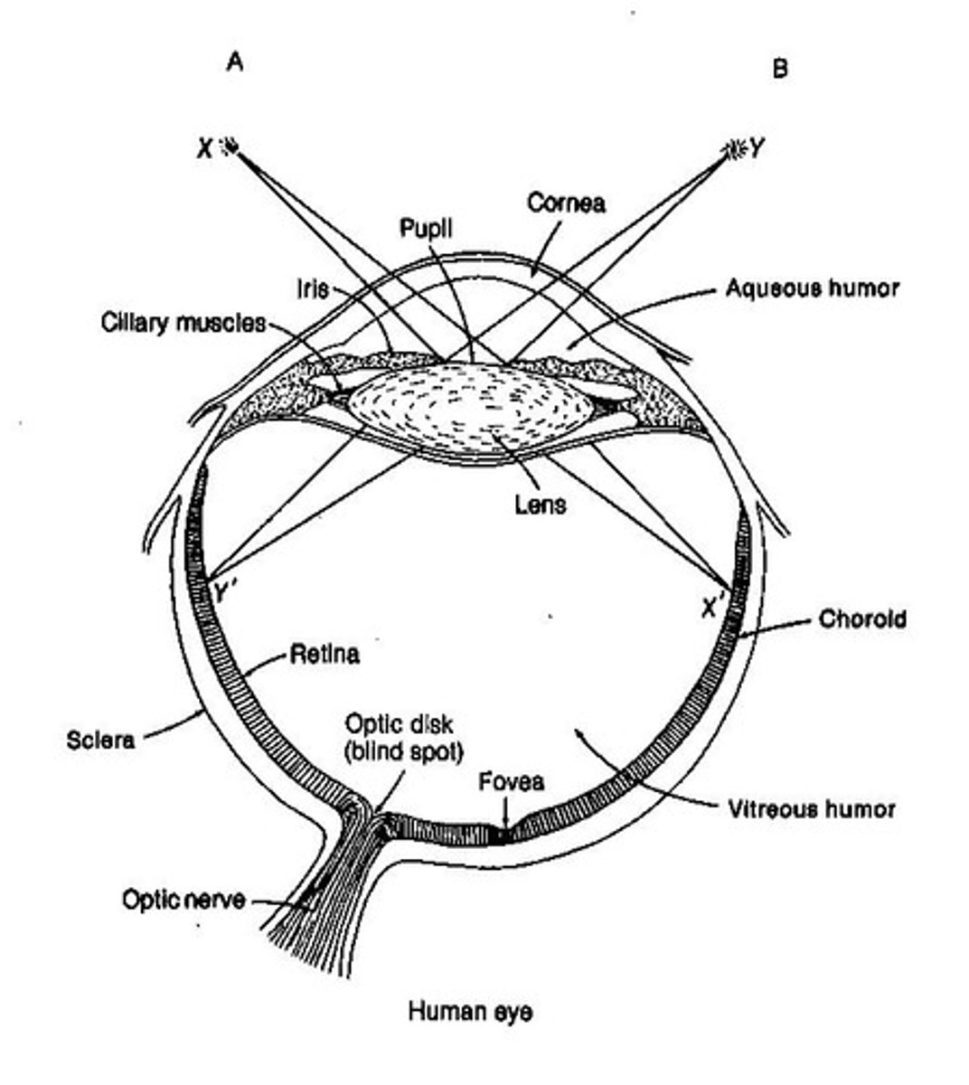 <p>Very sensitive part of the eye to touch.</p>