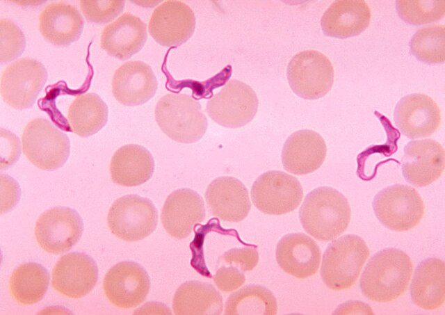 <p>What is this protist?</p>