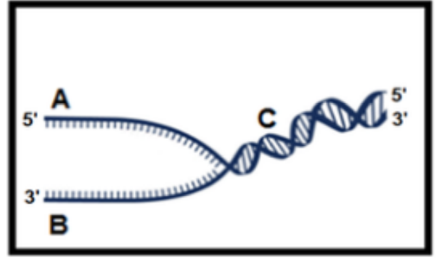 <p>2Use the replication fork figure to answer this question. The replication fork is moving from left to right. The strand labeled________is the template for the _______ and is created from __________. Okazaki fragments will be located on strand _____.</p>