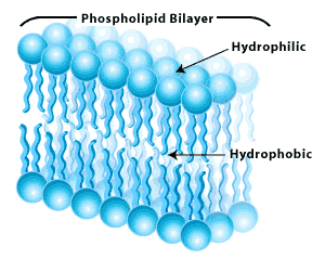 <p>Cell Membrane Structure and the Role of Phospholipids</p>