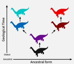 <p>pattern of evolution where an ancestral species undergoes speciation producing two descendant species both are distinct from their common ancestor </p><p></p>