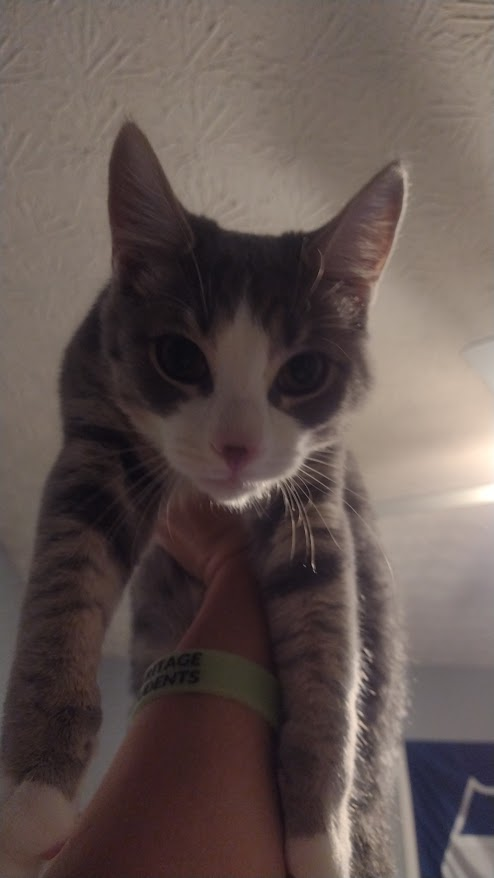 <p>Felis domesticus</p>