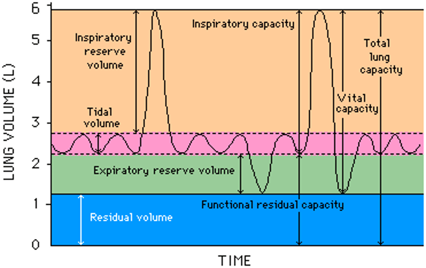 <p>The amount of air that can be inhaled after a normal inhalation; the amount of air that can be inhaled in addition to the normal tidal volume.</p>