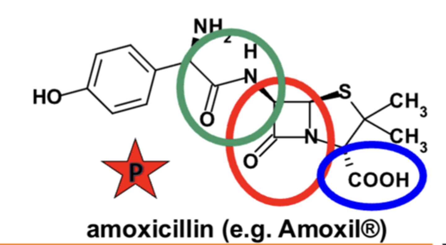 <p>- beta-lactam ring</p><p>- carboxylic acid group</p><p>- spatial arrangement</p><p>- substituted side chain</p>