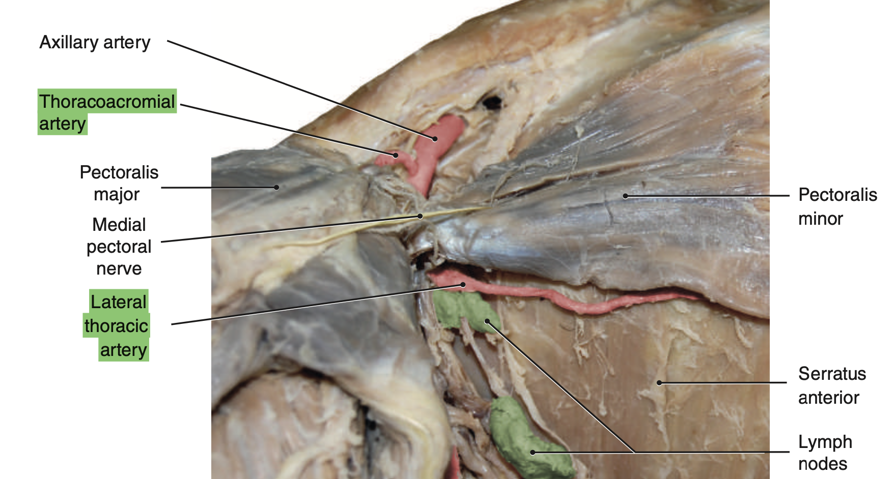 <p>The <strong>Thorcacoacromial Artery </strong>of the Axillary artery gives off 4 branches:</p>