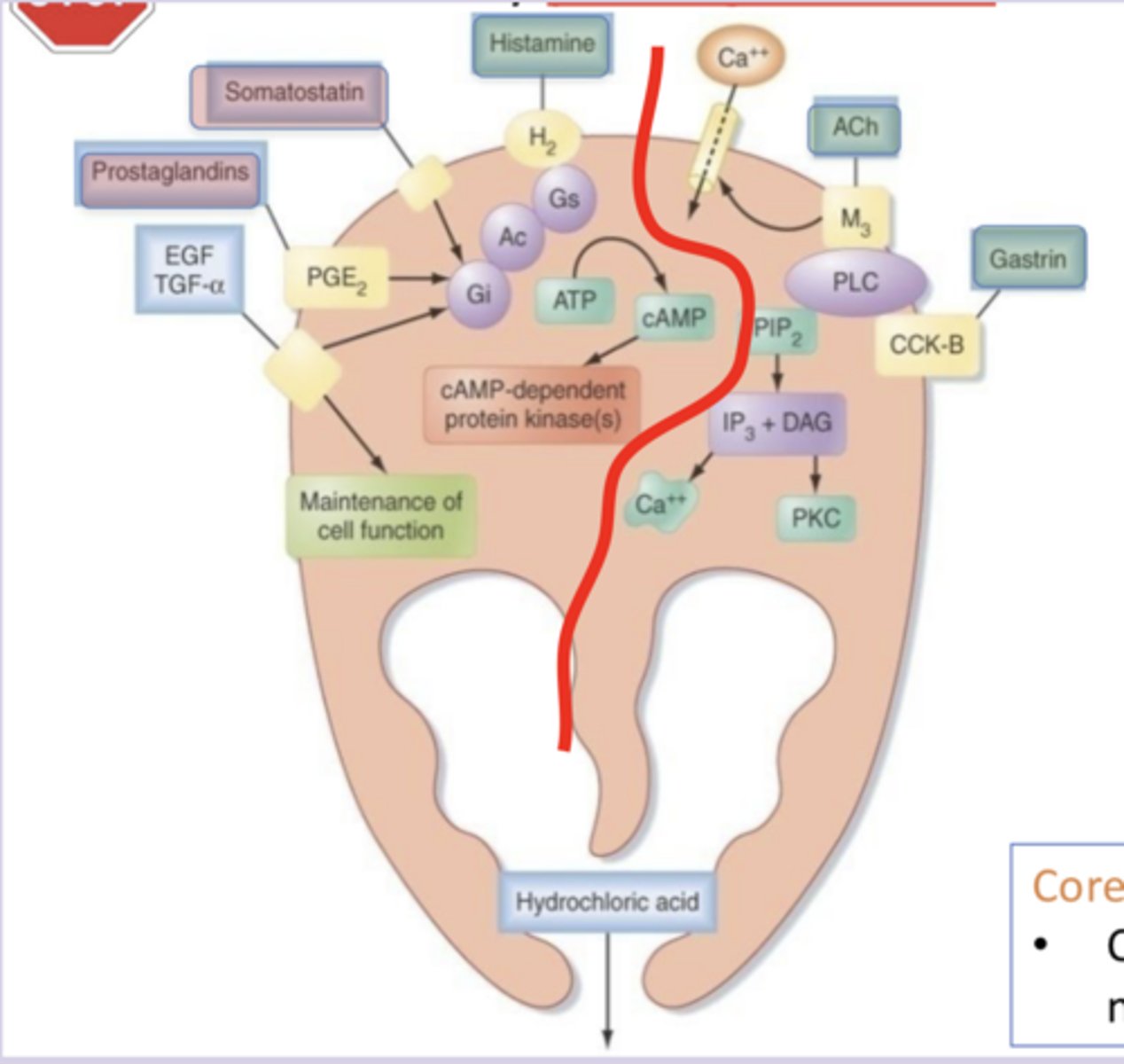 <p>group these chemical stimulants into categories based on if they increase or decrease secretion of gastric acid by parietal cells, and label them as Gs/Gq/Gi coupled: histamine, somatostatin, ACh, gastrin, prostaglandins</p>