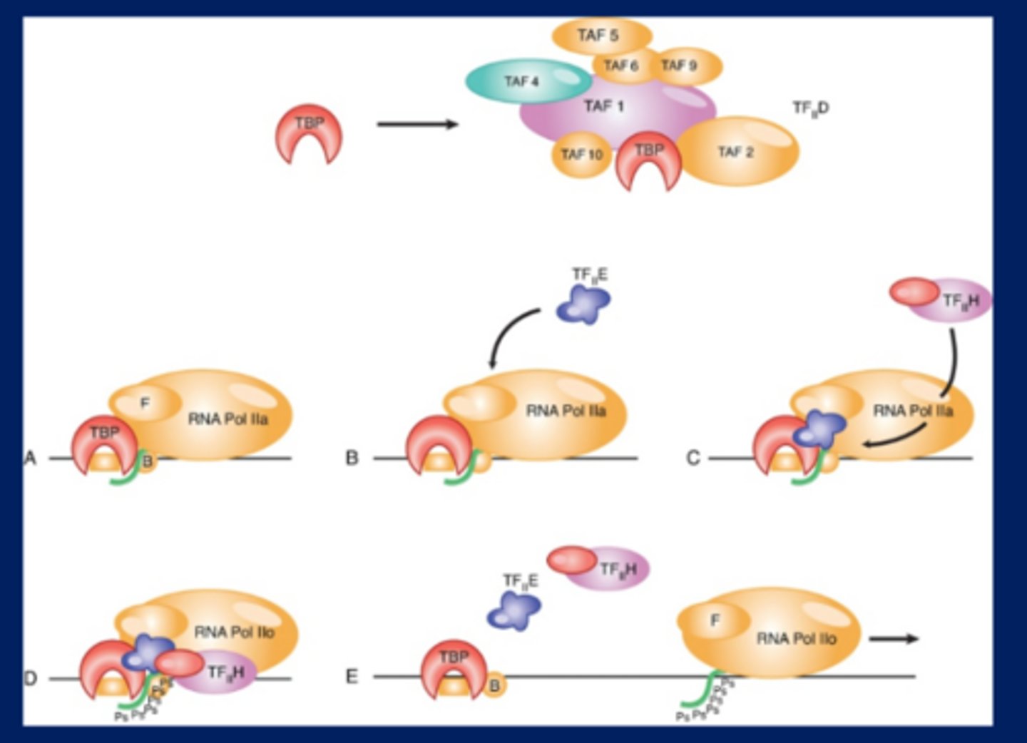 <p>-The basal apparatus assembles at the promoter</p><p>-The upstream elements and the factors that bind to them increase the frequency of initiation</p><p>-Binding of TFIID to the TATA box or Inr is the first step in initiation</p><p>-An initiation complex assembles at promoters for RNA polymerase II by an ordered sequence of association of transcription factors</p>