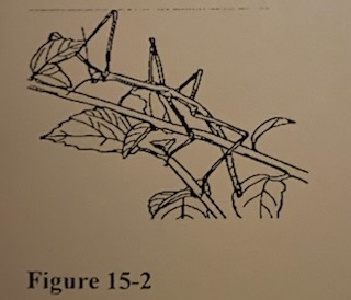 What type of adaptation is shown in Figure 15-2?