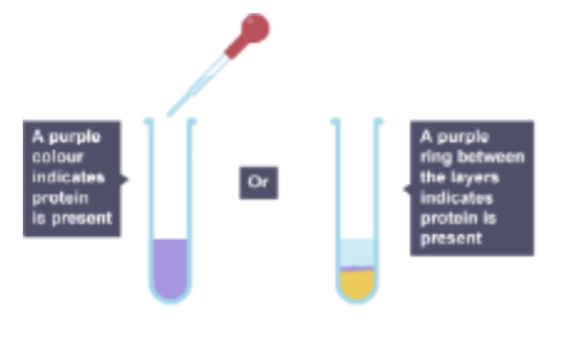 <p>Which solution tests for proteins?</p>