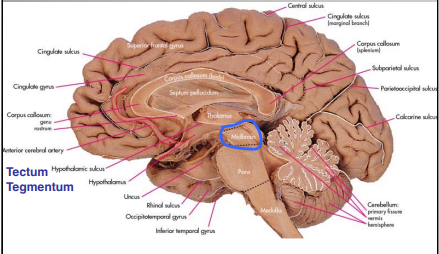 <ul><li><p>Mesencephalon </p><ul><li><p>Tectum</p></li><li><p>Tegmentum</p></li></ul></li></ul><p></p>