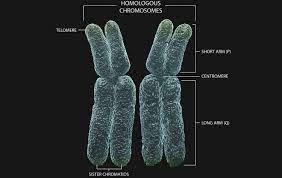 matching pairs of chromosomes that have the same genes at the same positions or loci