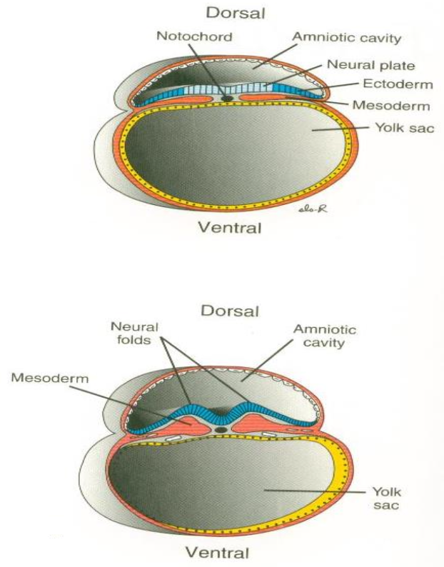 <p>Thickened ectoderm induced by the notochord that folds into the neural tube.</p>